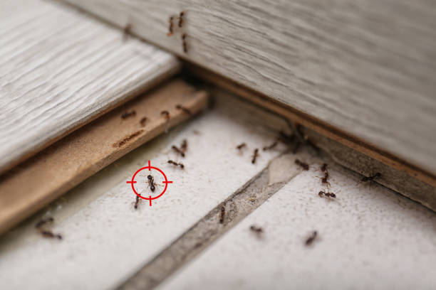 Bird Control in Burtonsville, MD