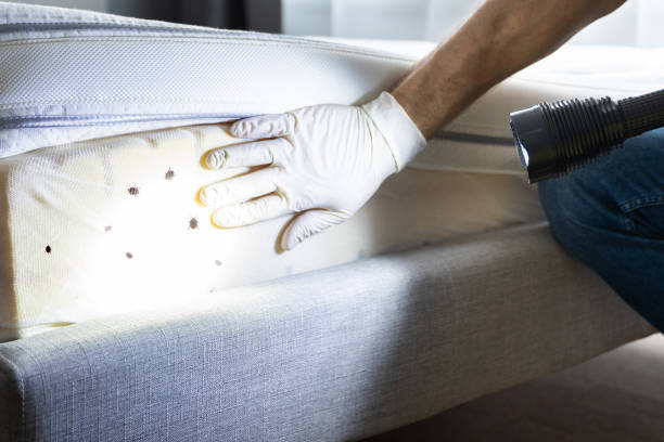 Best Local Pest Control Services  in Burtonsville, MD
