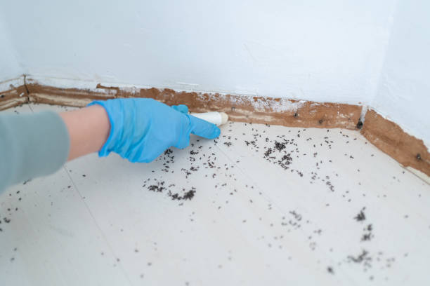 Best Rat Extermination Near Me  in Burtonsville, MD